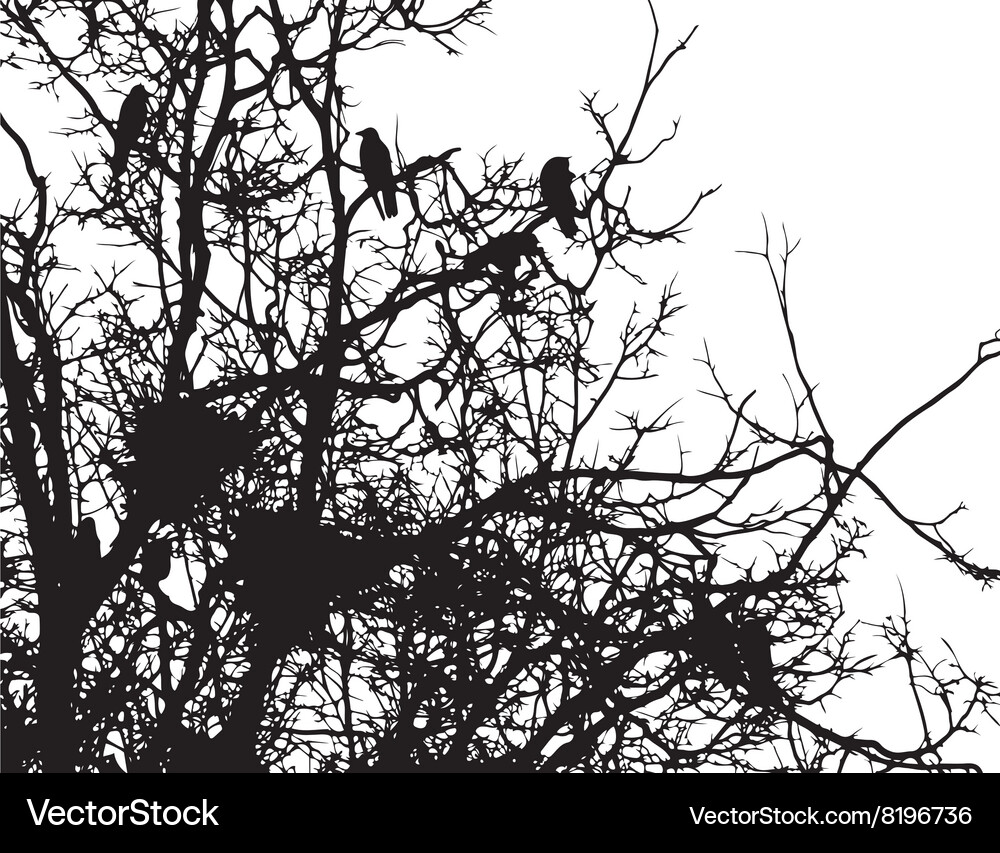 Crows and nests on branches of tree Vector Image