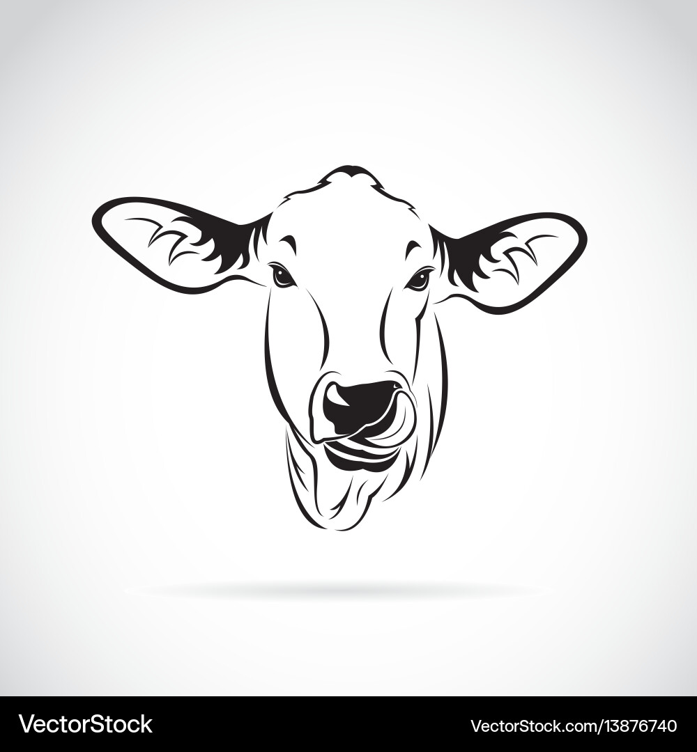 Cow head on white background calf Cow head on white background calf vector image