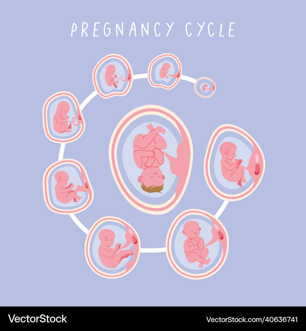 Fetal Development Stages Cycle – Royalty-Free Vector | VectorStock