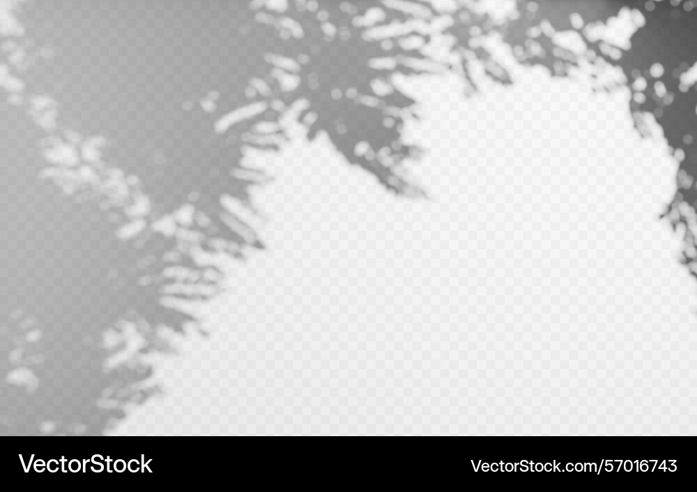 Abstract shadow overlay from tree branch Abstract shadow overlay from tree branch vector image
