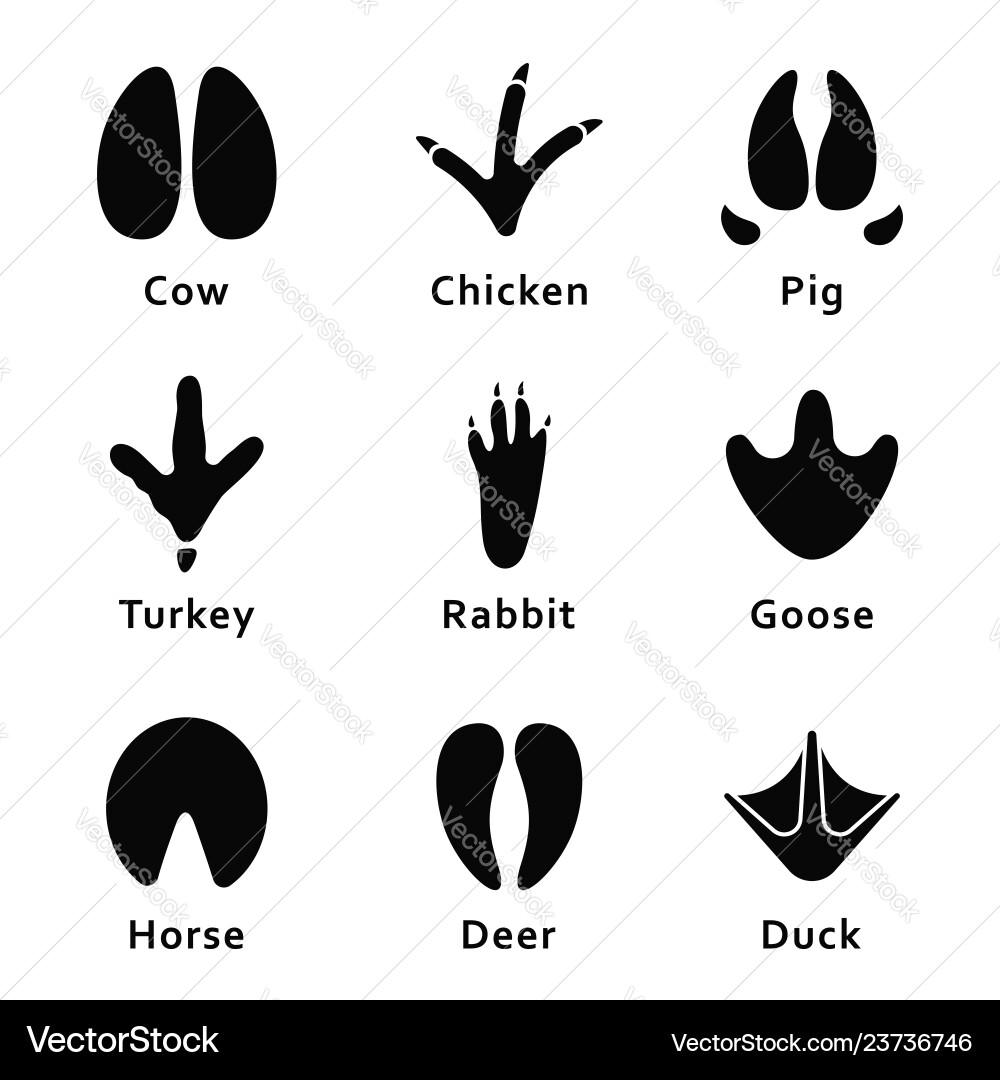 Animal Footprints and Paw Prints Collection Vector Image
