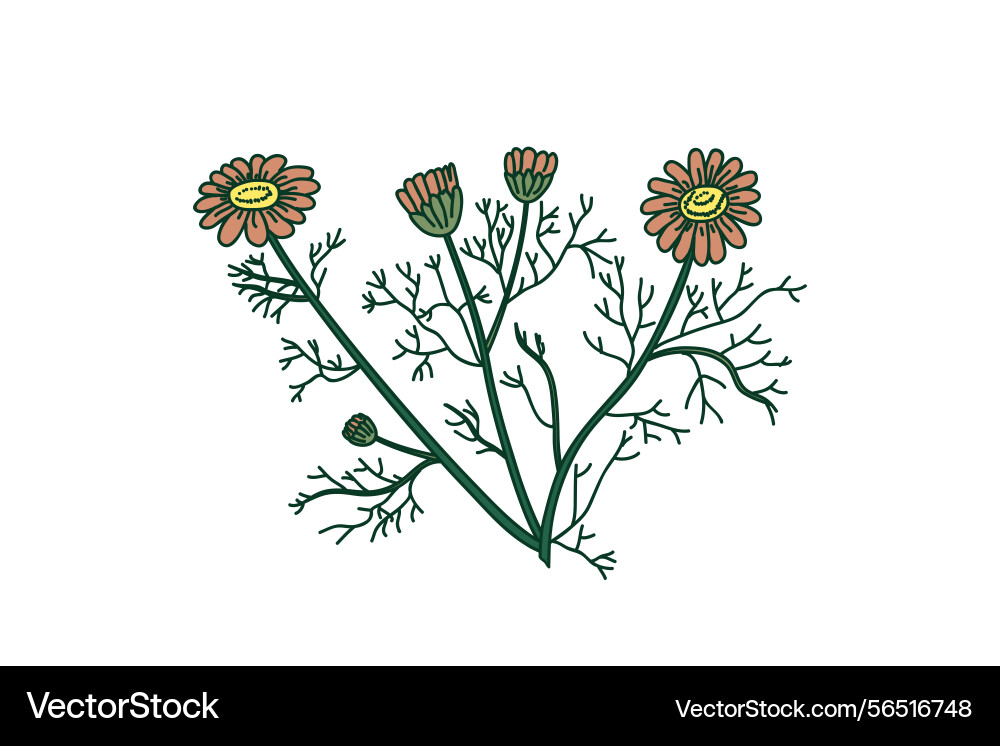 Botanical bouquet daisy isolated on white Botanical bouquet daisy isolated on white Vector Image