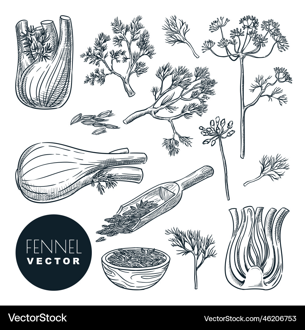 Fenchel Pflanzenwurzelblätter und Samenhand Fenchel Pflanzenwurzelblätter und Samenhand vektorbild