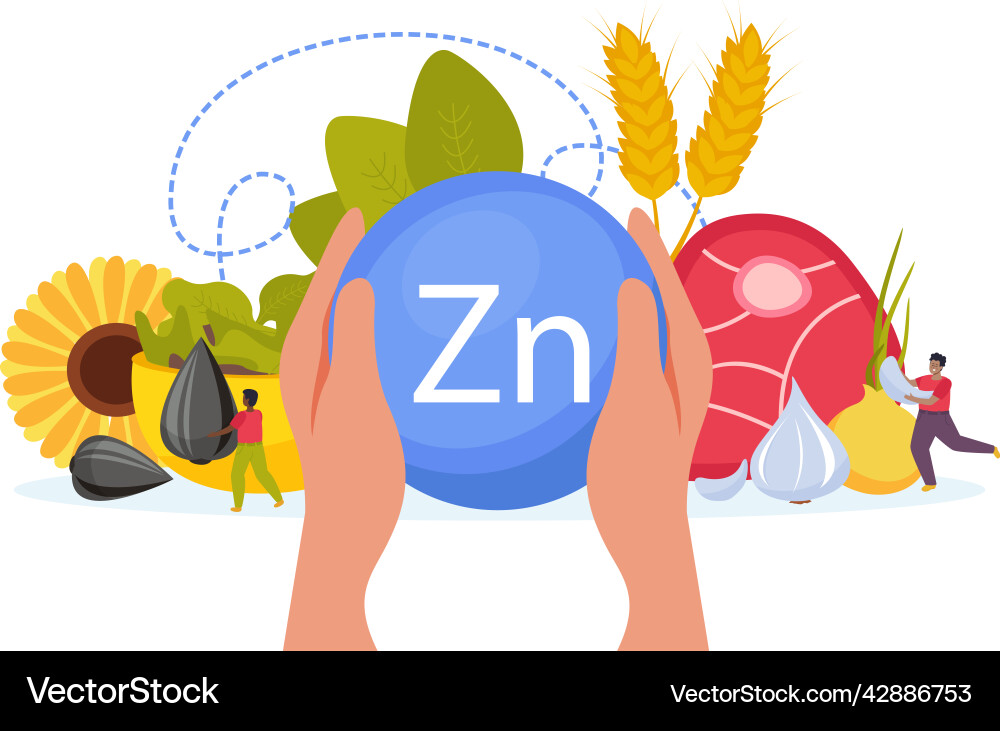 Zinc food composition vector image