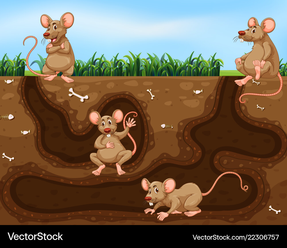 Rat family living underground vector image