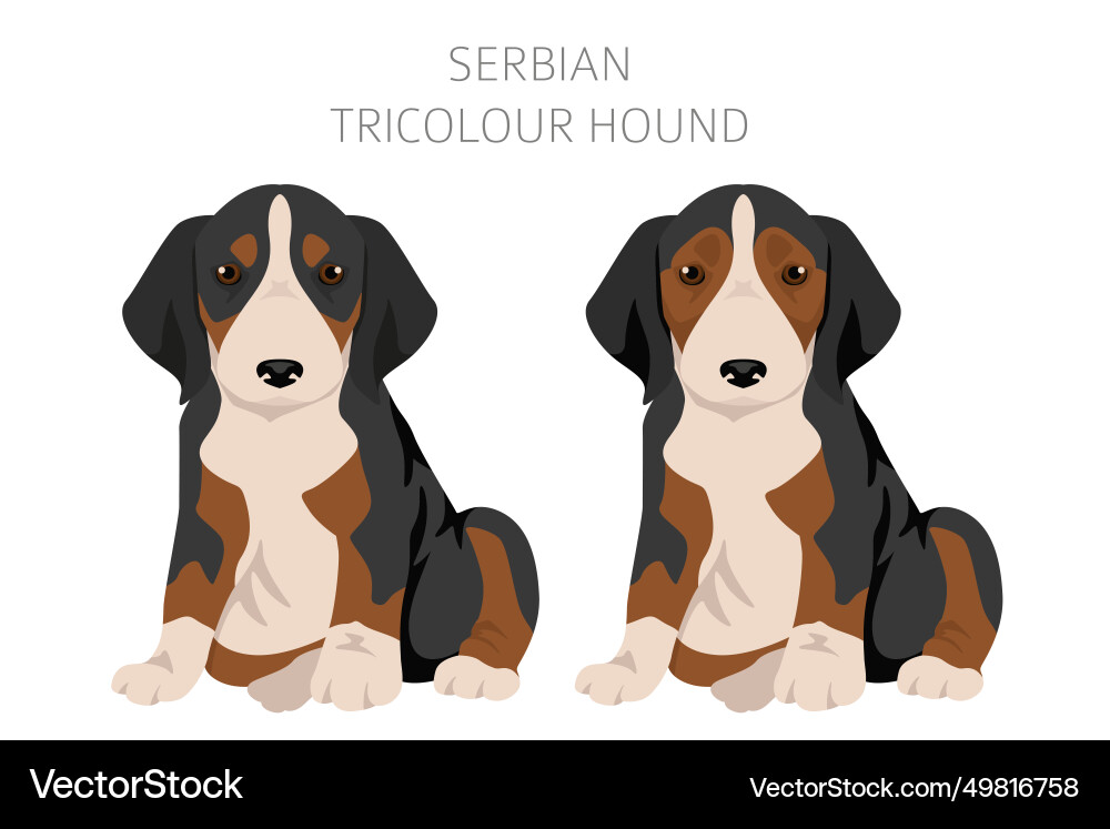 Serbian tricolor hound puppies clipart all coat Serbian tricolor hound puppies clipart all coat vector image