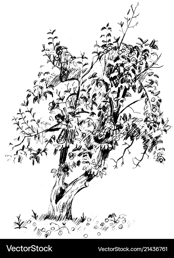Image of pear tree with branches and fruits Image of pear tree with branches and fruits vector image