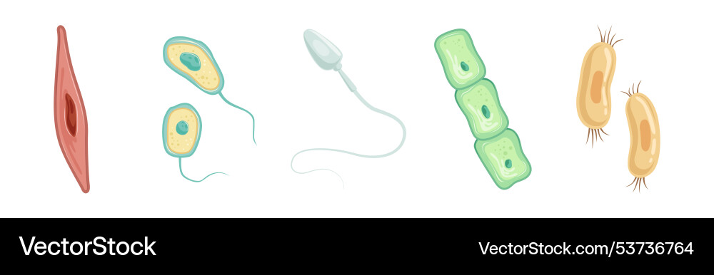 Different microorganisms and protozoa cells Different microorganisms and protozoa cells vector image