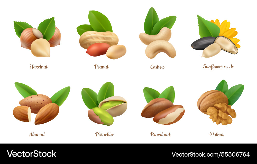 Realistic kernels and nuts with shells leaves Realistic kernels and nuts with shells leaves vector image