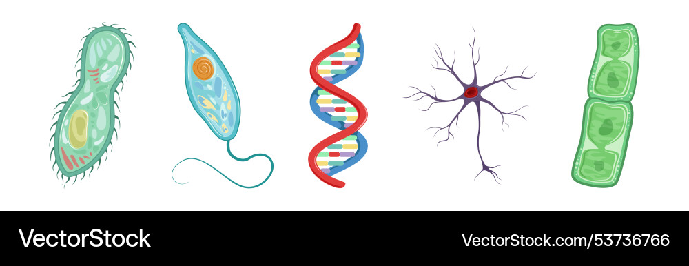 Different microorganisms and protozoa cells Different microorganisms and protozoa cells vector image