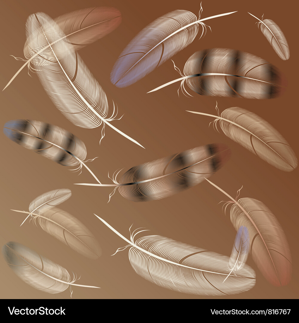 Elegant Feather Pattern Vector Image