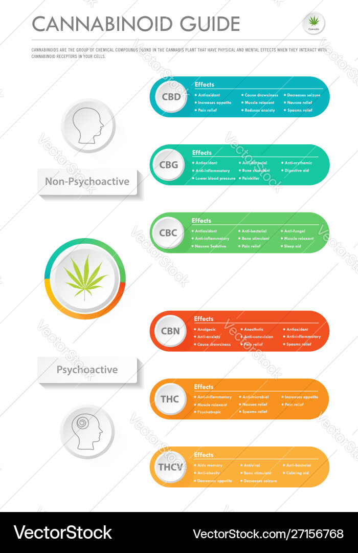 Cannabinoid System Übersicht Vektorbild