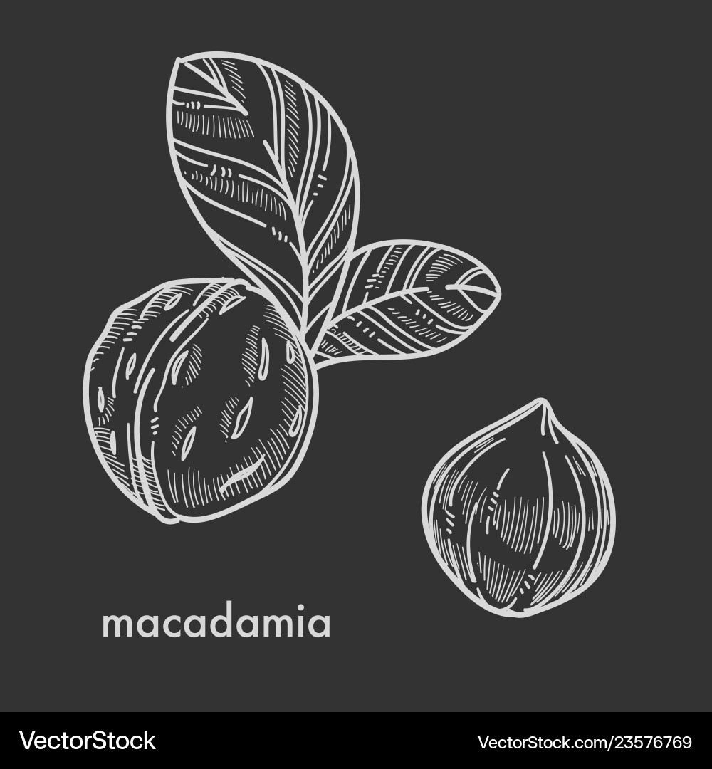 Whole macadamia nuts in shell with small leaves Whole macadamia nuts in shell with small leaves vector image