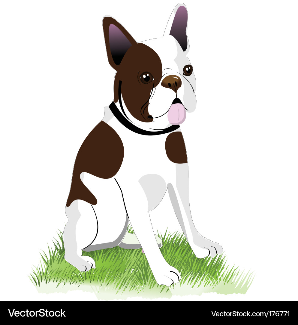 Süße Boston Terrier Welpen Vektorbild