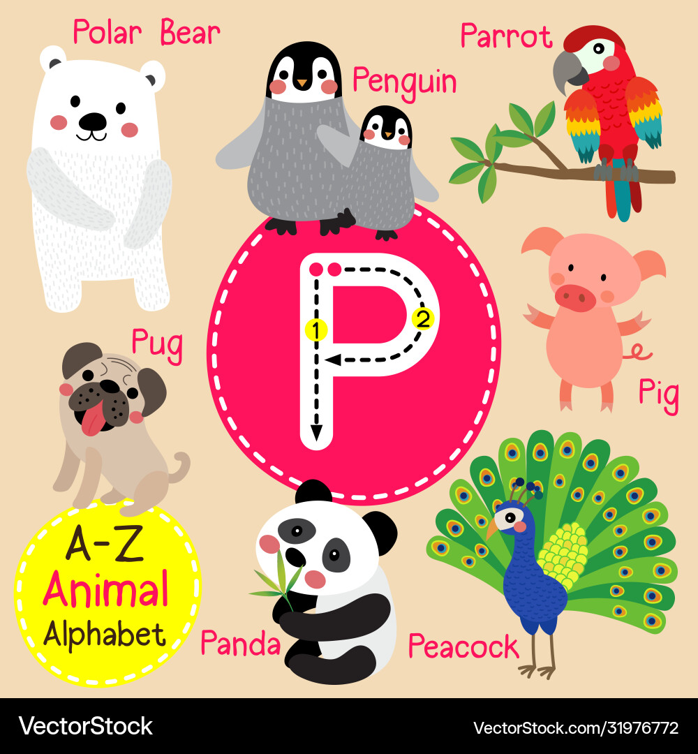 Letter p tracing panda parrot peacock penguin pig Letter p tracing panda parrot peacock penguin pig vector image