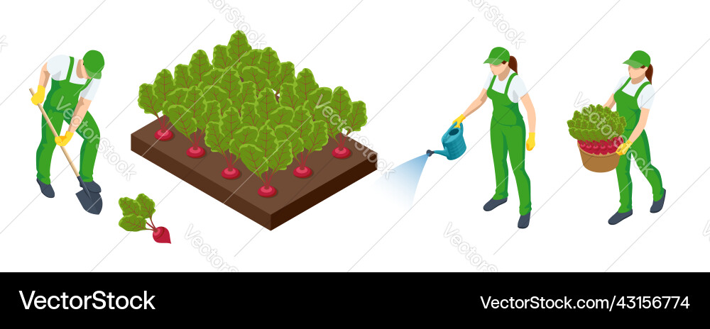 Isometric agricultural cultivation of organic Isometric agricultural cultivation of organic vector image
