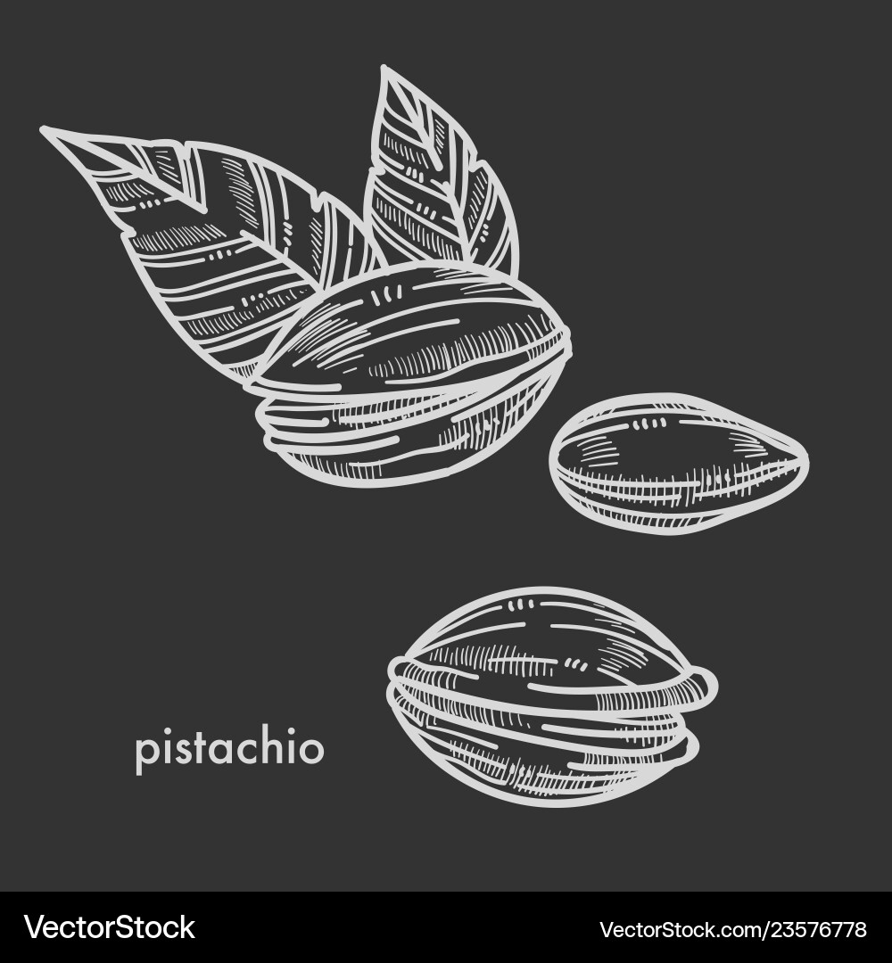 Delicious pistachio in shell with couple of leaves Delicious pistachio in shell with couple of leaves vector image