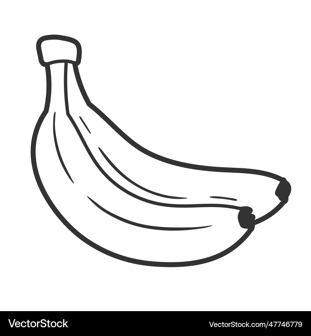 Linie Kunst der Bananen isoliert auf weißem Hintergrund Linie Kunst der Bananen isoliert auf weißem Hintergrund vektorbild