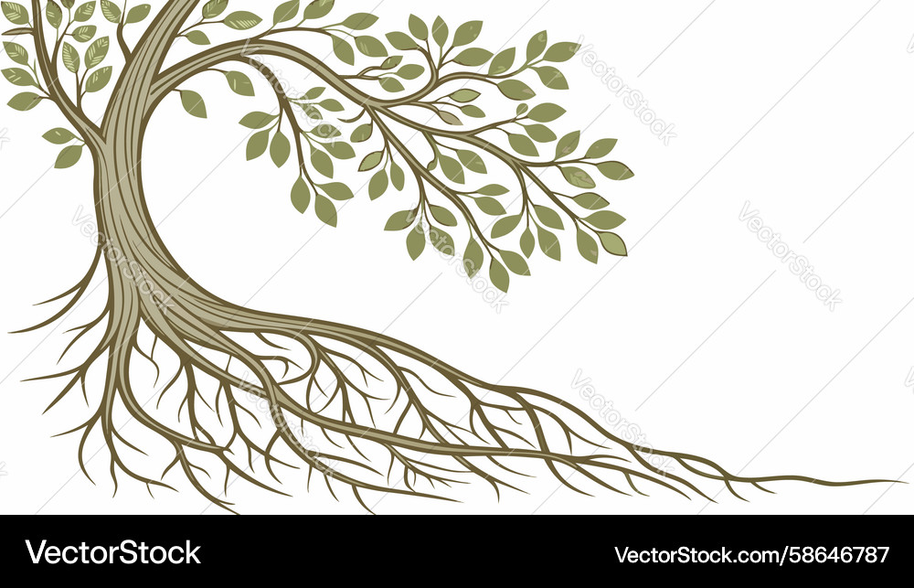 Detailed Tree with Roots Vector Image