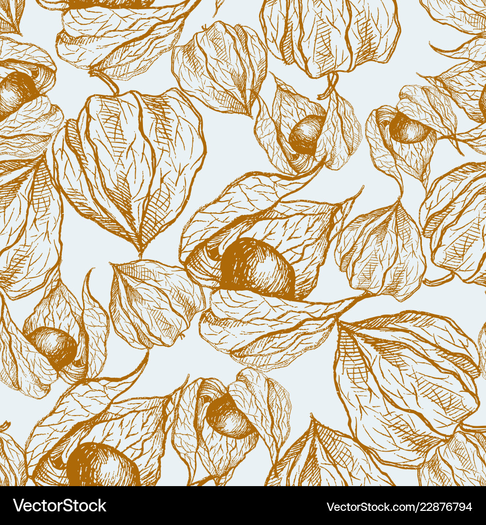 Physalis Botanical Pattern vector image