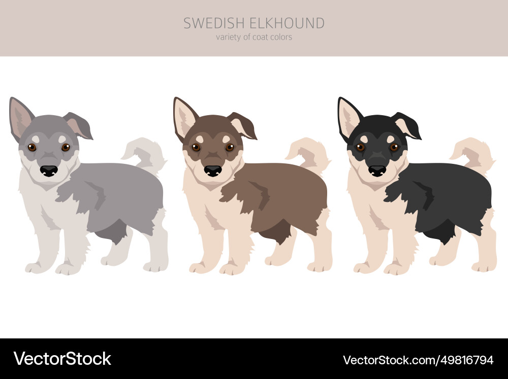 Schwedische Elkhound Welpen Clipart alle Mantelfarben Schwedische Elkhound Welpen Clipart alle Mantelfarben vektorbild