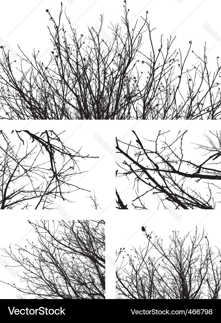 Bare Branch Silhouettes Vector Image