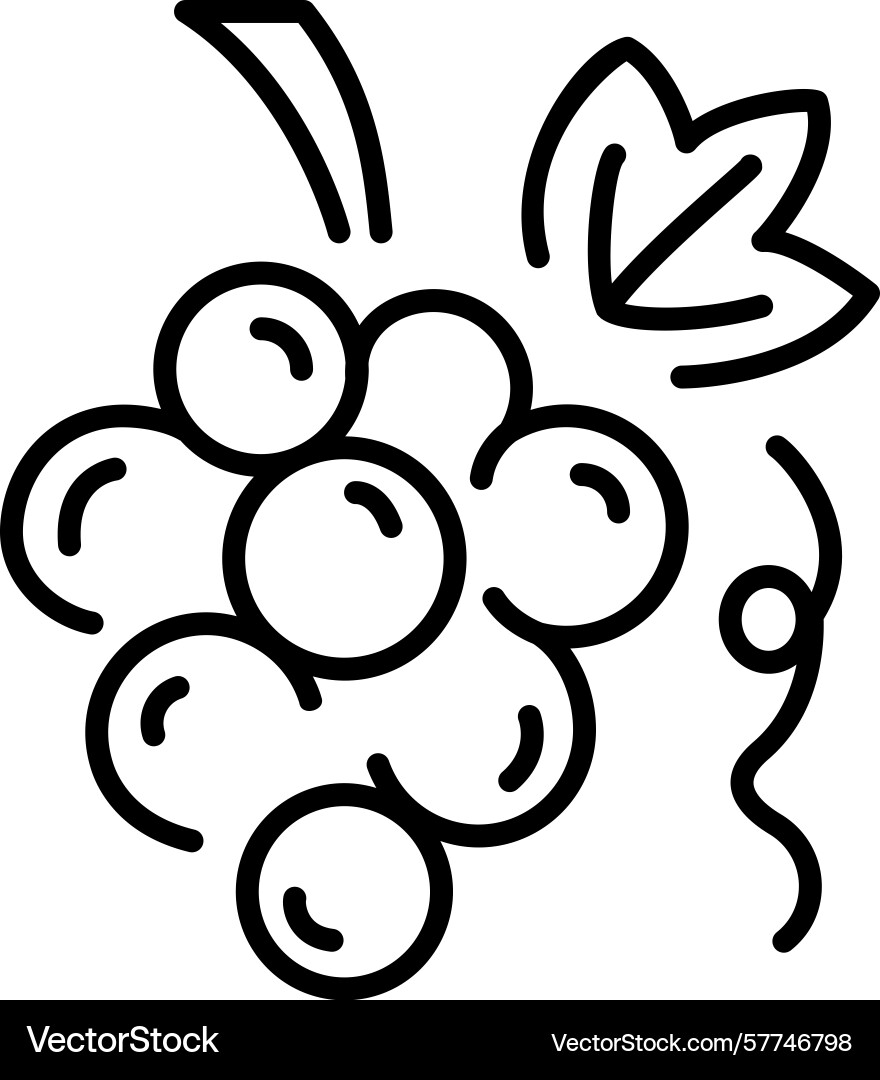 Grapevine cluster Vector Image
