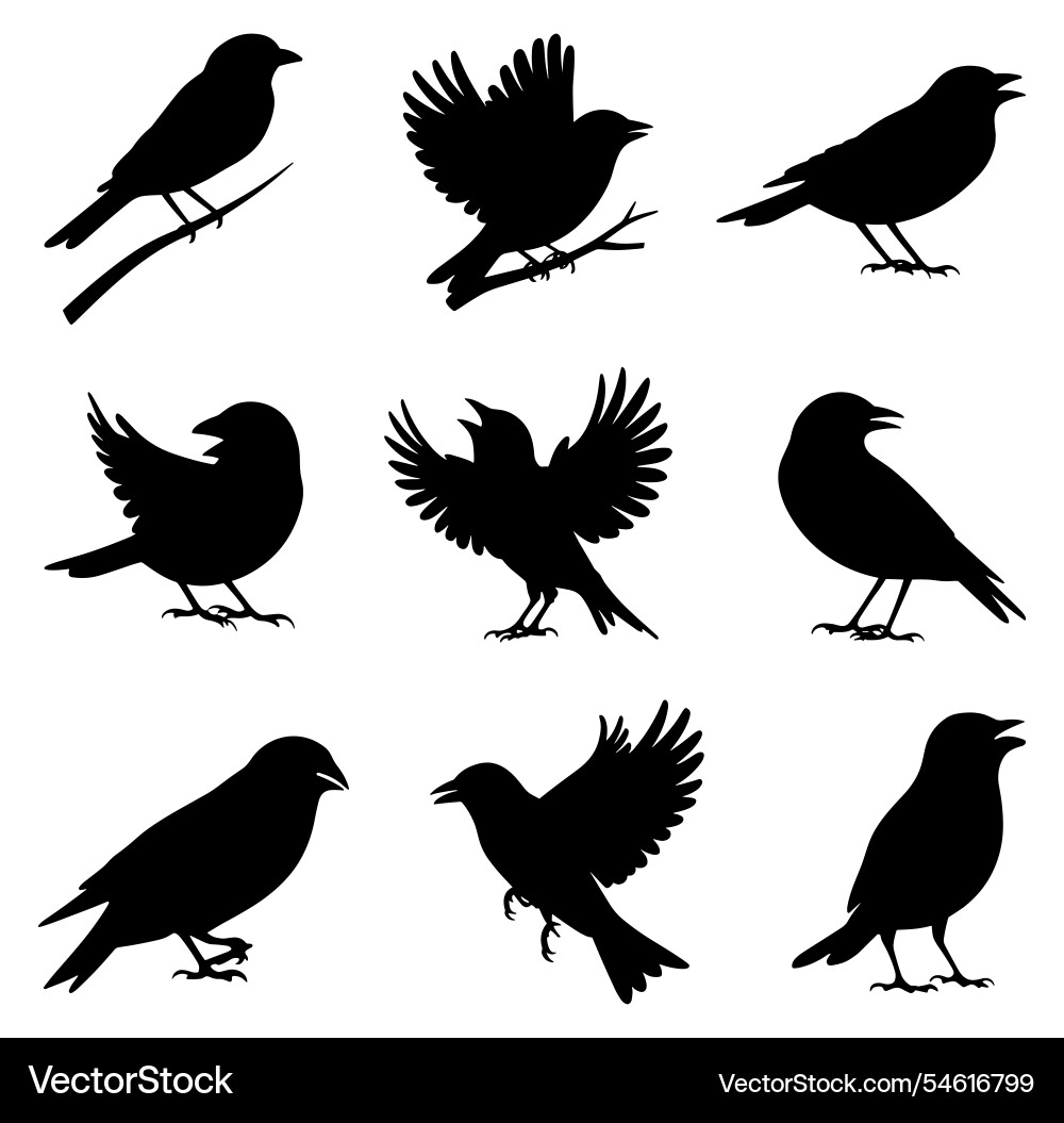 Set von finch Vogel Silhouetten in verschiedenen Posen Set von finch Vogel Silhouetten in verschiedenen Posen vektorbild