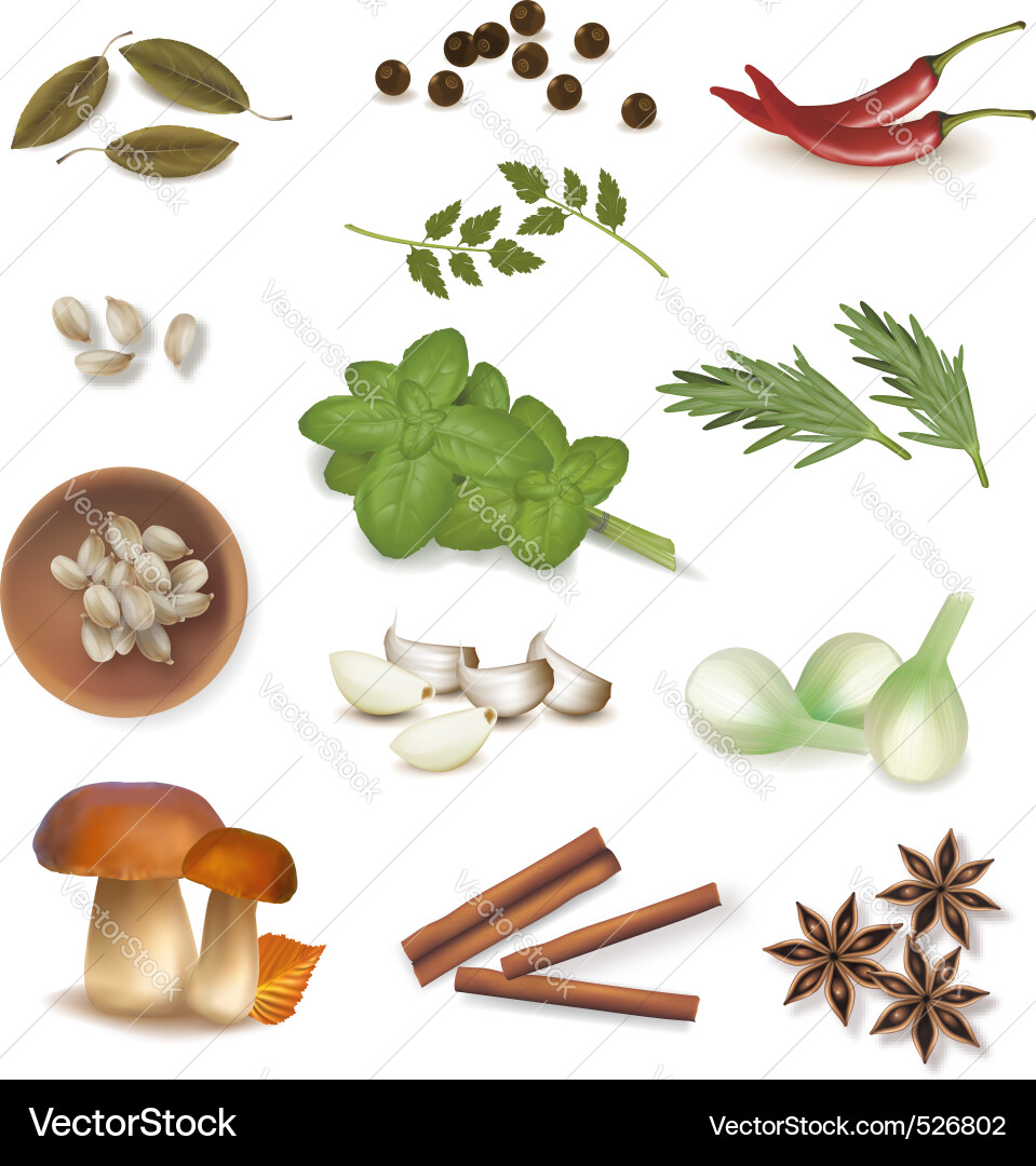Assorted Spice Collection Vector Image