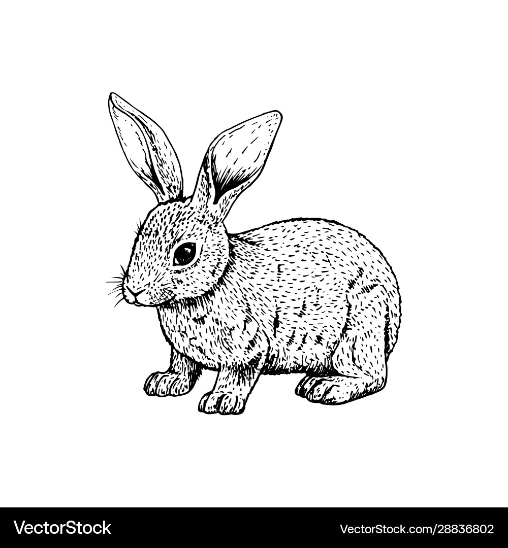 Hand drawn rabbit black white sketch Hand drawn rabbit black white sketch vector image