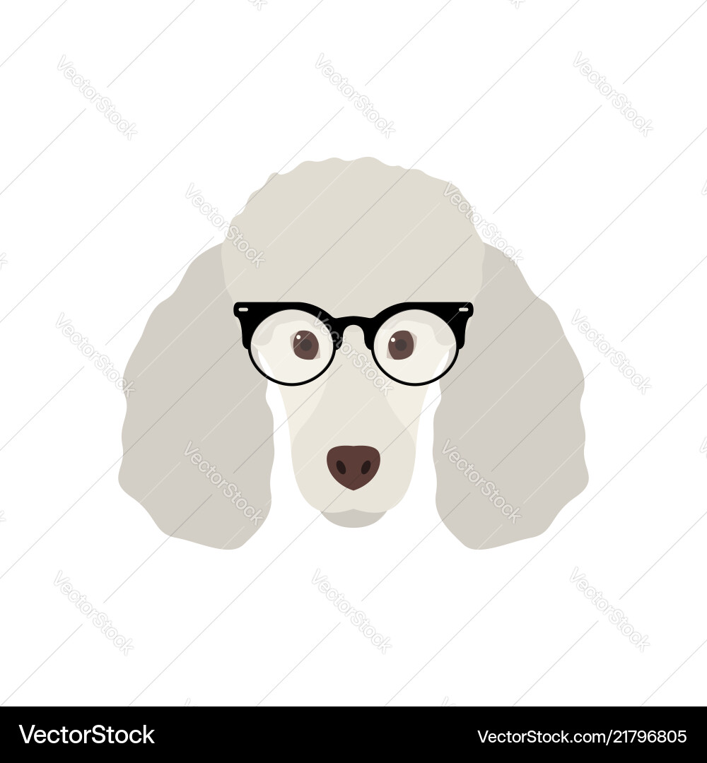 Süße Pudel Hund in Modebrille einfach Süße Pudel Hund in Modebrille einfach vektorbild