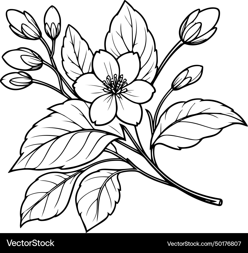 Jasmine flower line art stock – Royalty-Free Vector | VectorStock, image size:1000x1017