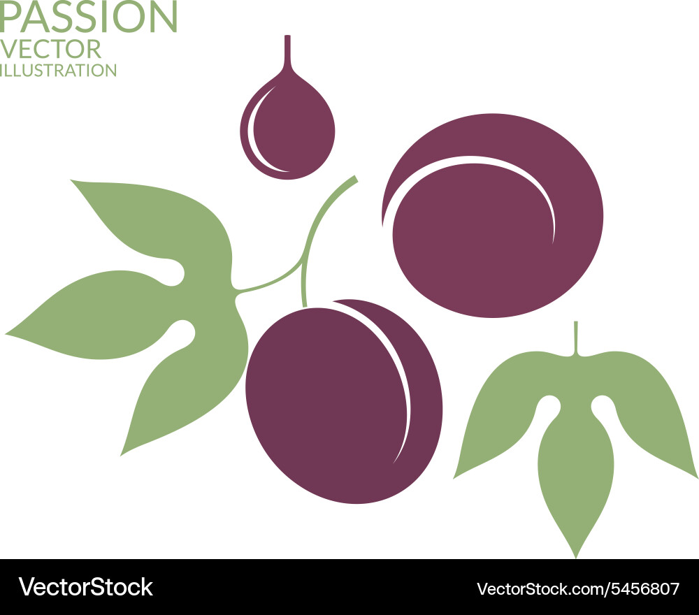 Passion fruit Royalty Free Vector Image - VectorStock