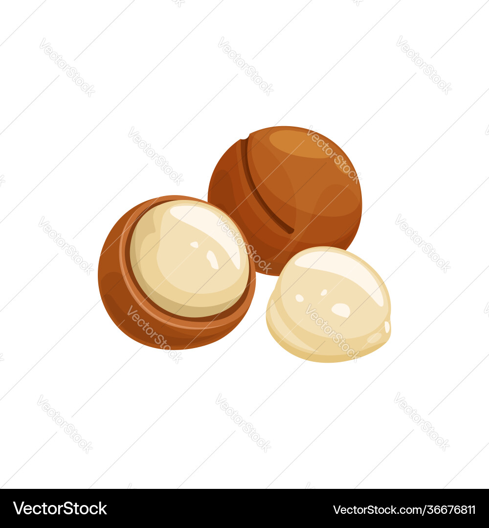 Macadamia Nuts in Shells - Isolated vector image