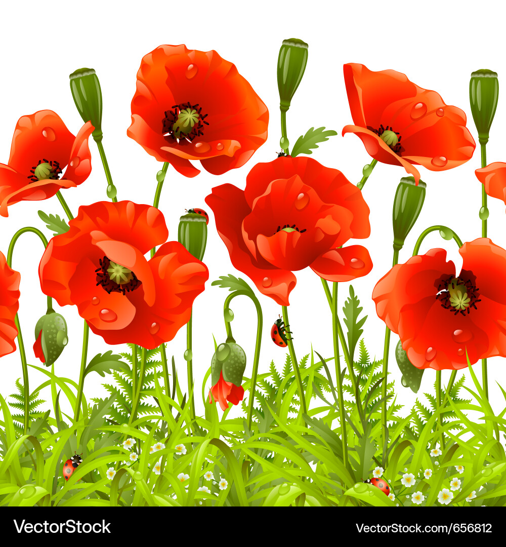 Red Poppy Floral Border Vector Image