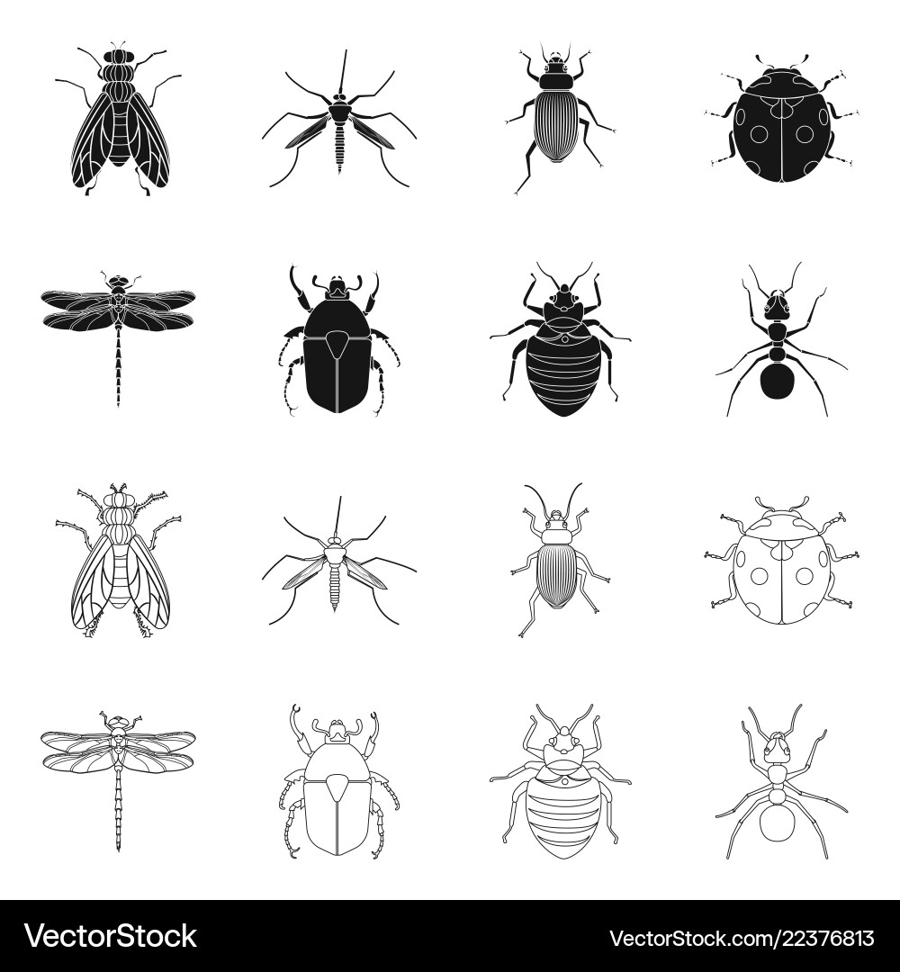 Isolated object of insect and fly symbol set Isolated object of insect and fly symbol set vector image