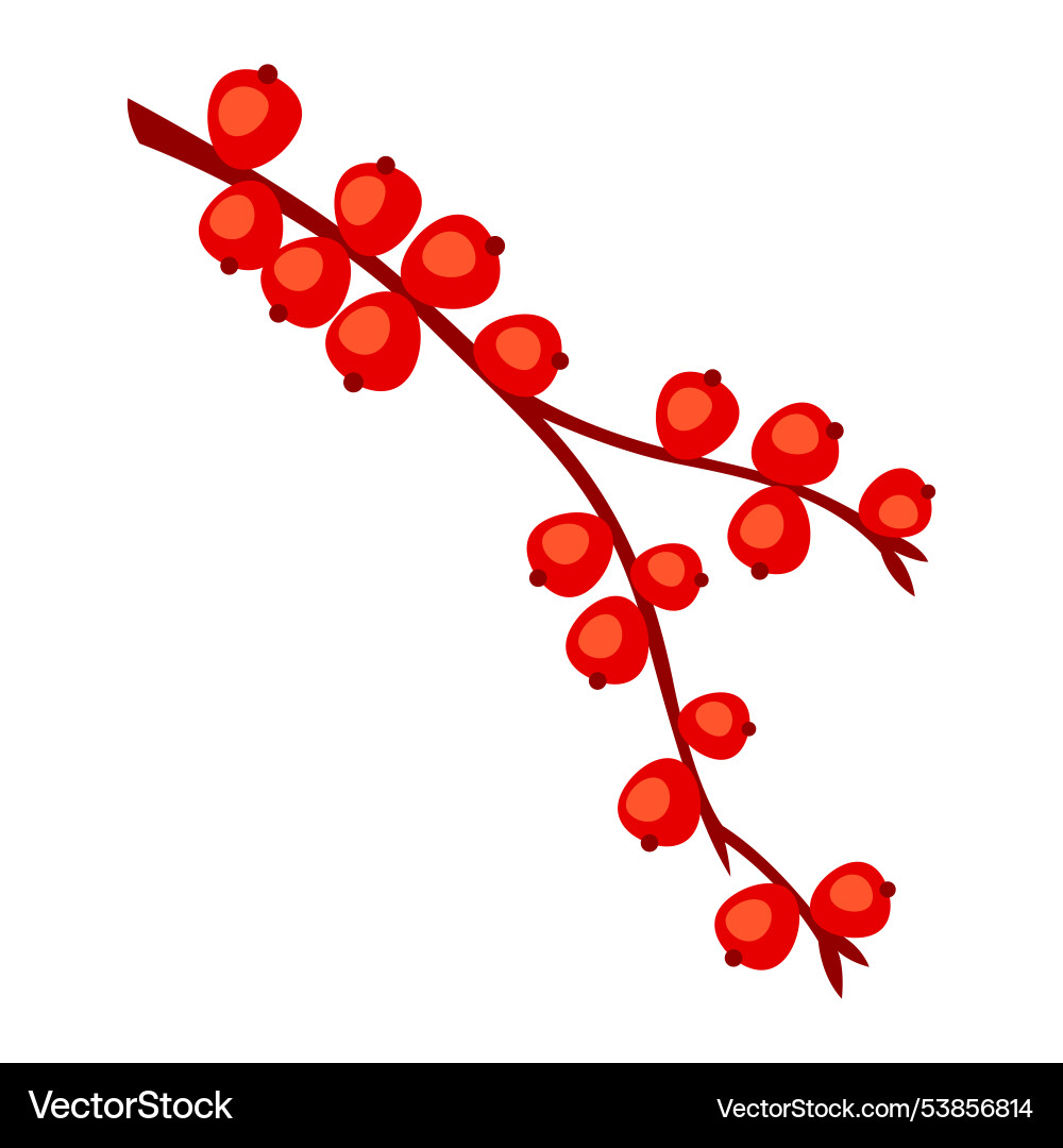 Branch with berries image Branch with berries image vector image
