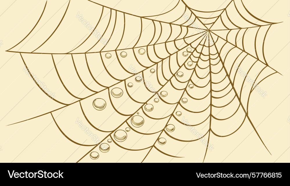 Intricate spider web pattern nature design vector image