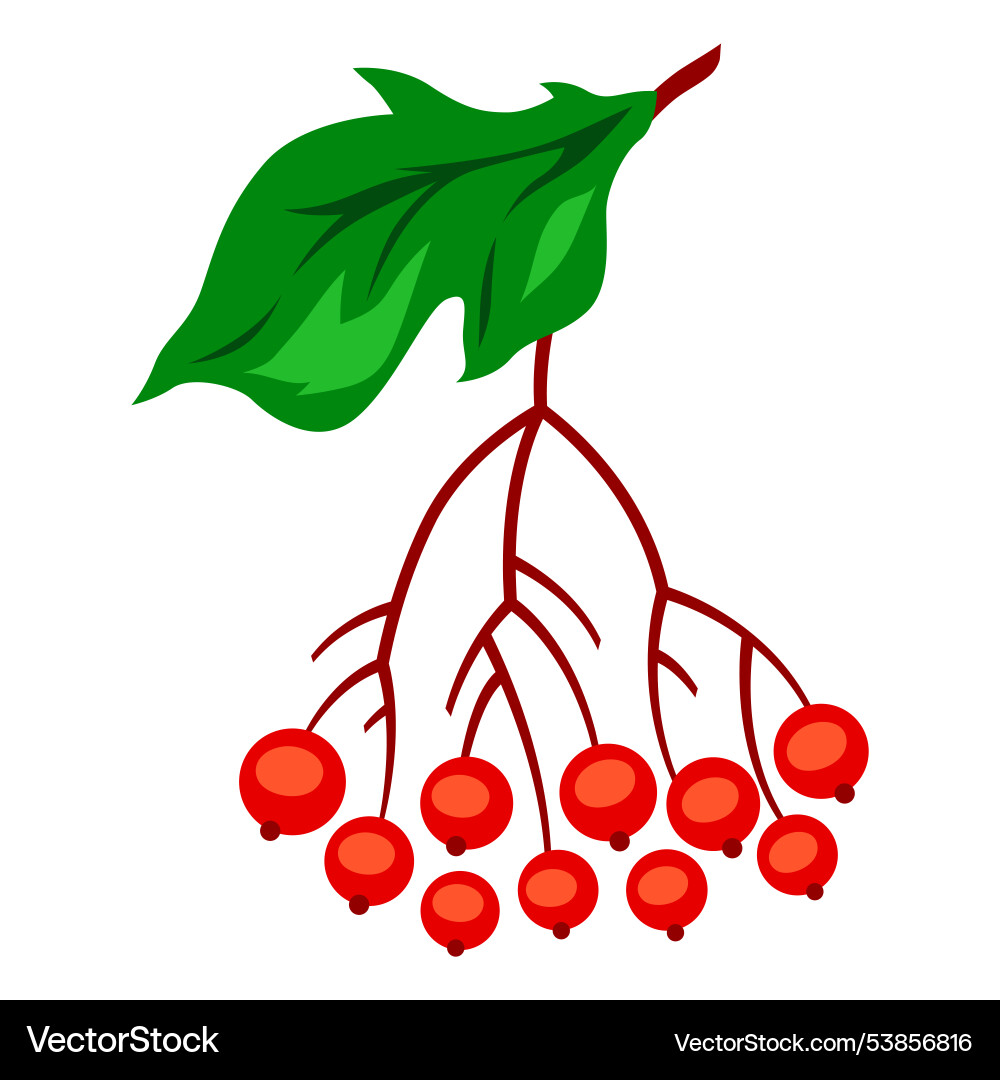 Branch with berries image Vector Image