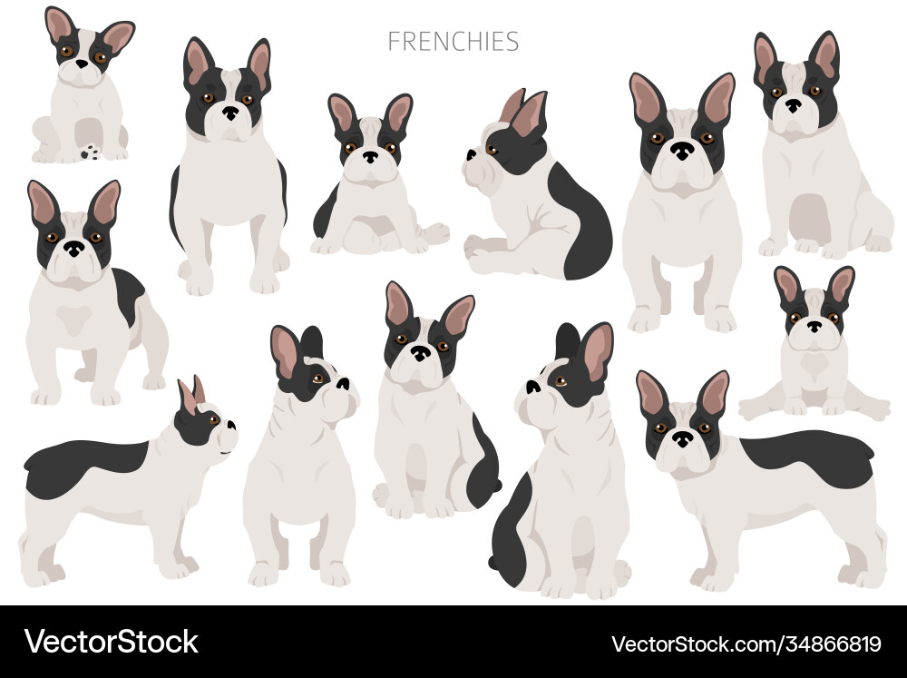 French bulldogs in different poses adult French bulldogs in different poses adult vector image