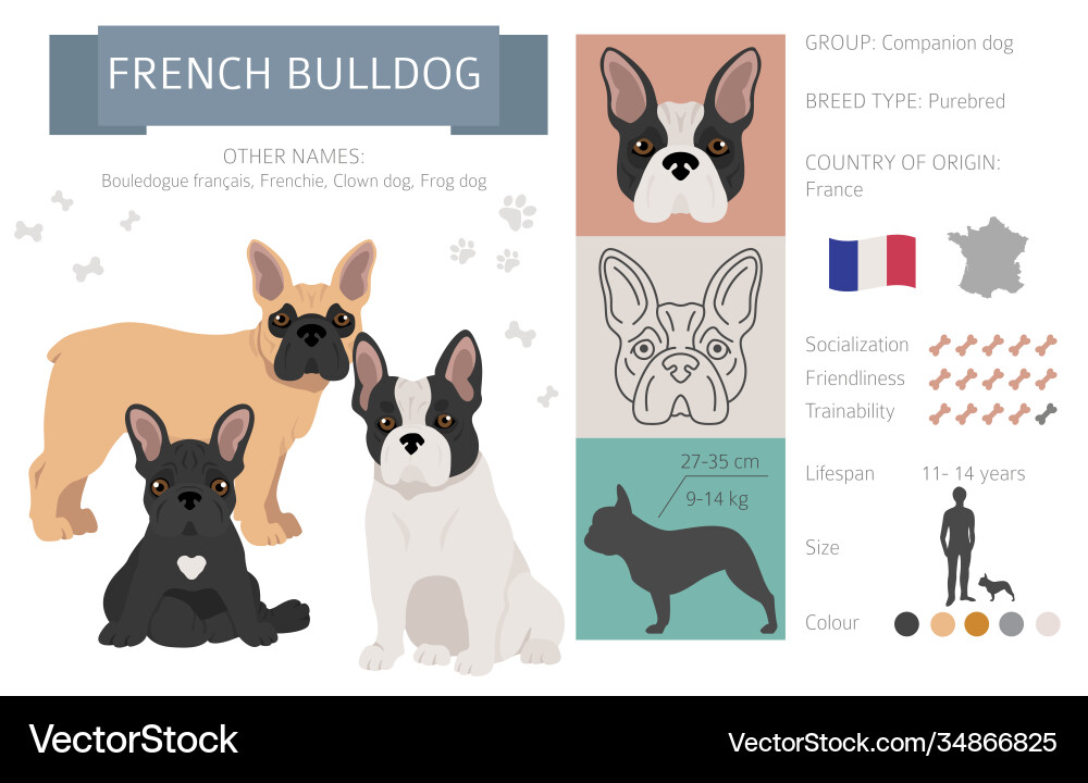 French bulldog dog isolated on white vector image