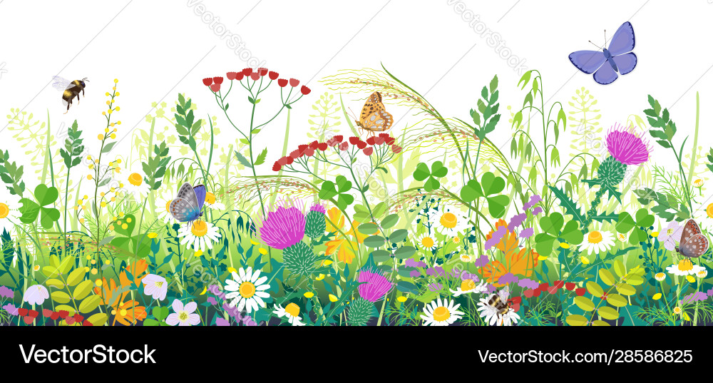 Summer Meadow Floral Border Vector Image
