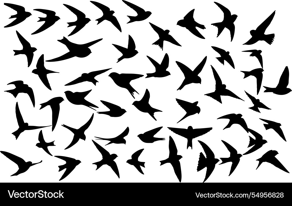 Swift Silhouette Collection Vector Image