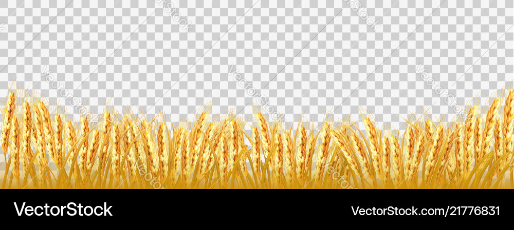 Goldweizenfeld auf transparentem Hintergrund Goldweizenfeld auf transparentem Hintergrund vektorbild