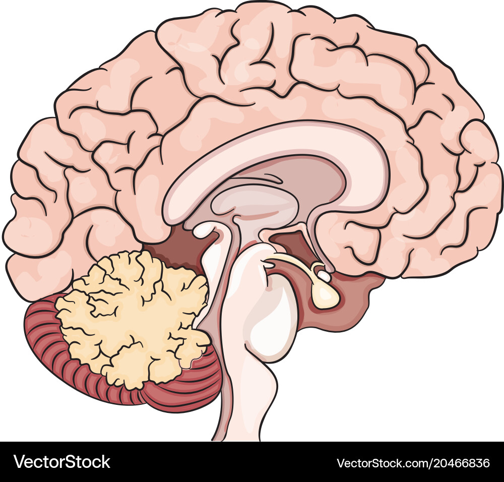 Human brain Royalty Free Vector Image - VectorStock