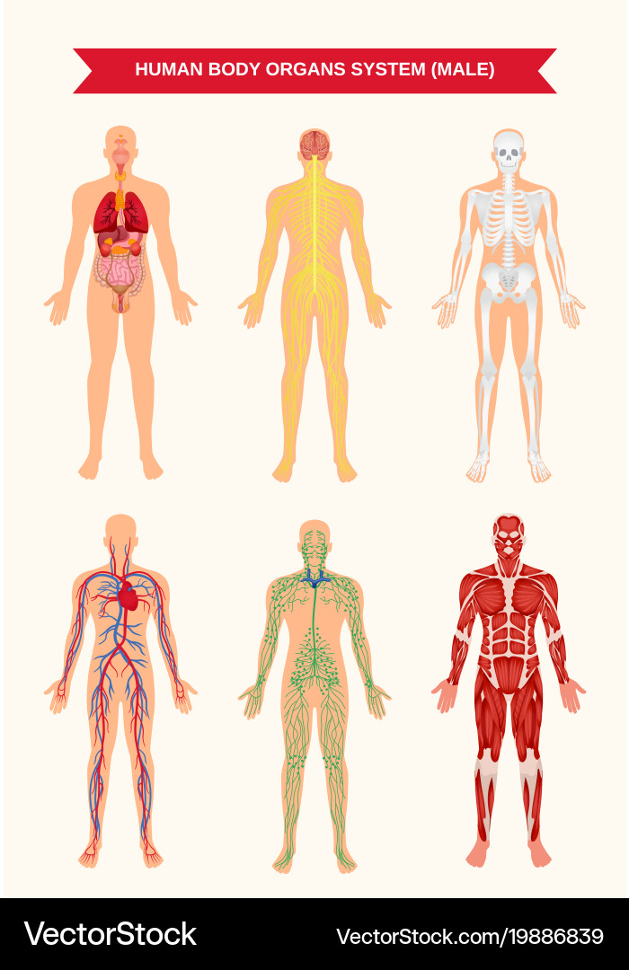 Human Anatomie & Organsysteme vektorbild