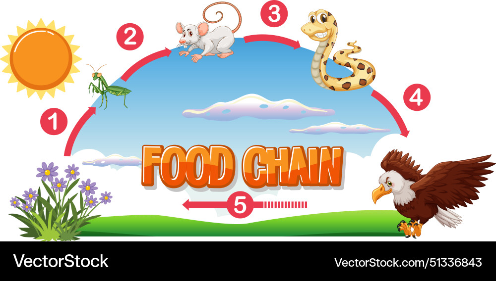 Depicts a simple food chain with animals Vector Image