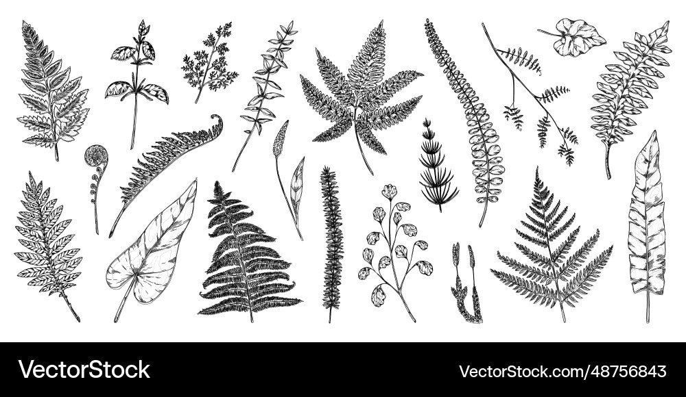 Fern leaves forest foliage monochrome sketch Fern leaves forest foliage monochrome sketch vector image