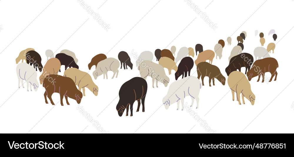 Flock of farm sheep in different colors Flock of farm sheep in different colors Vector Image