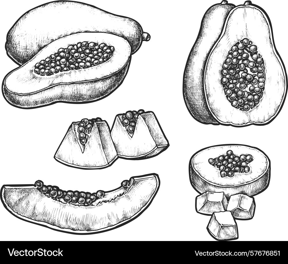 Set of isolated realistic sliced papaya with seeds Set of isolated realistic sliced papaya with seeds Vector Image